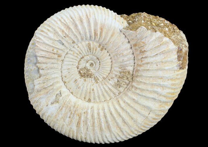Perisphinctes Ammonite - Jurassic #68178